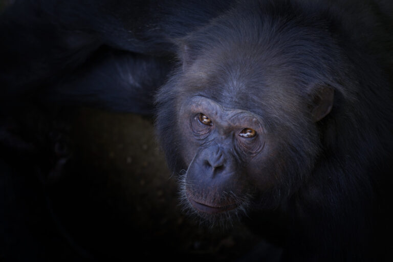 Truck Driver Leaps Into Zoo Enclosure To Save Drowning Chimpanzee Jo-Jo